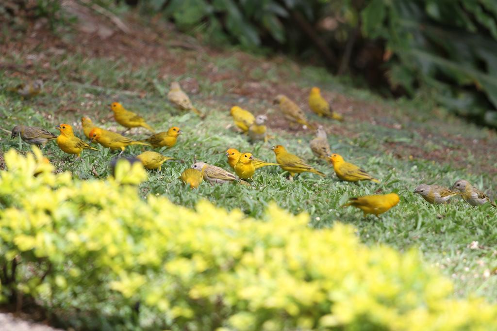 El Jardin De Los Colibries - Pereira, Risaralda Extérieur photo
